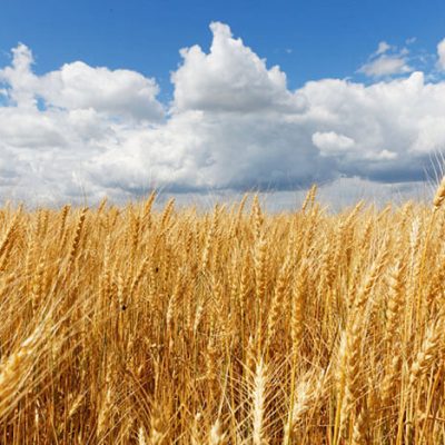 beautiful-shot-whet-field-with-cloudy-sky(1)